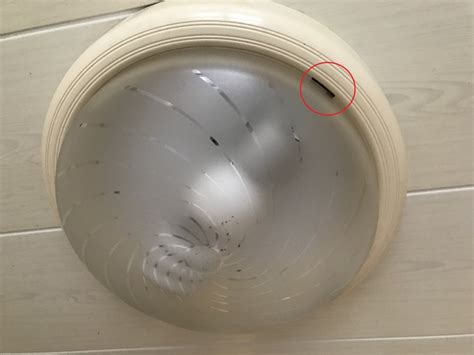 木生火意思 浴室圓形燈罩怎麼拆